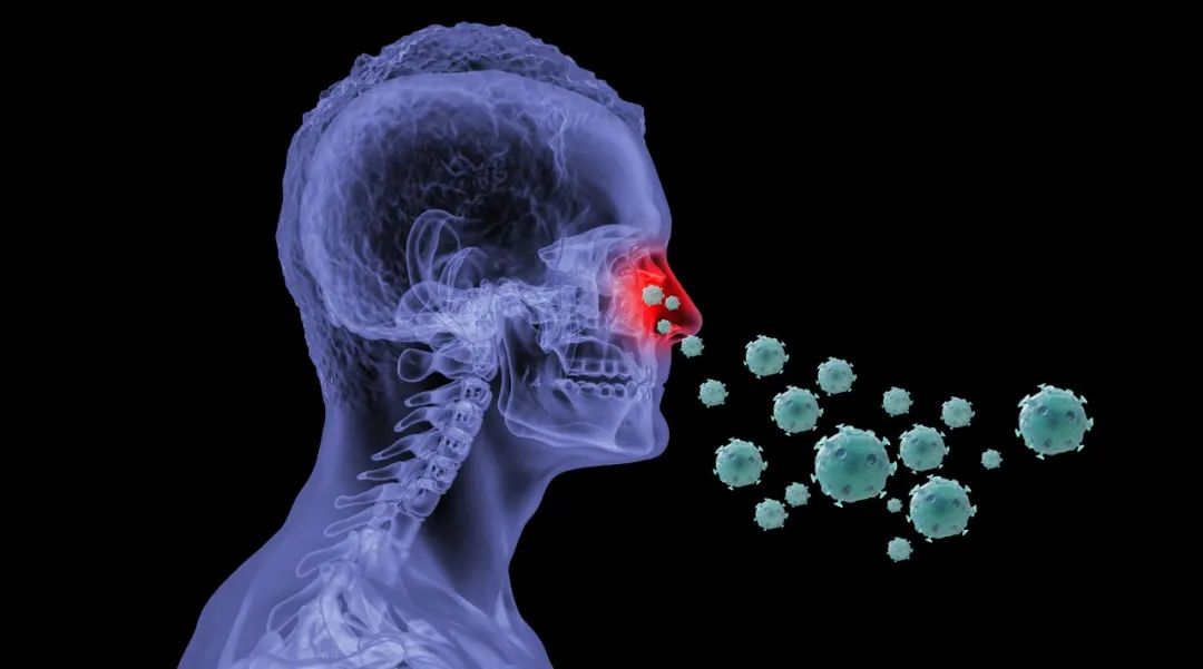 在病毒性流感,鼻炎,咽喉炎,肺炎等呼吸道疾病中,80%是由鼻腔细胞缺乏