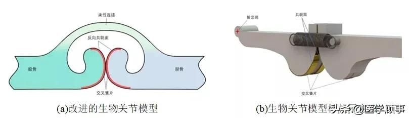 中國科學家首次研發仿生關節外骨骼模型，靈感來自波士頓龍蝦