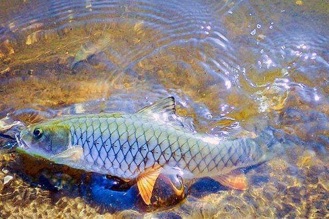 青竹鲤体型像草鱼鳞片鱼嘴像鲤鱼