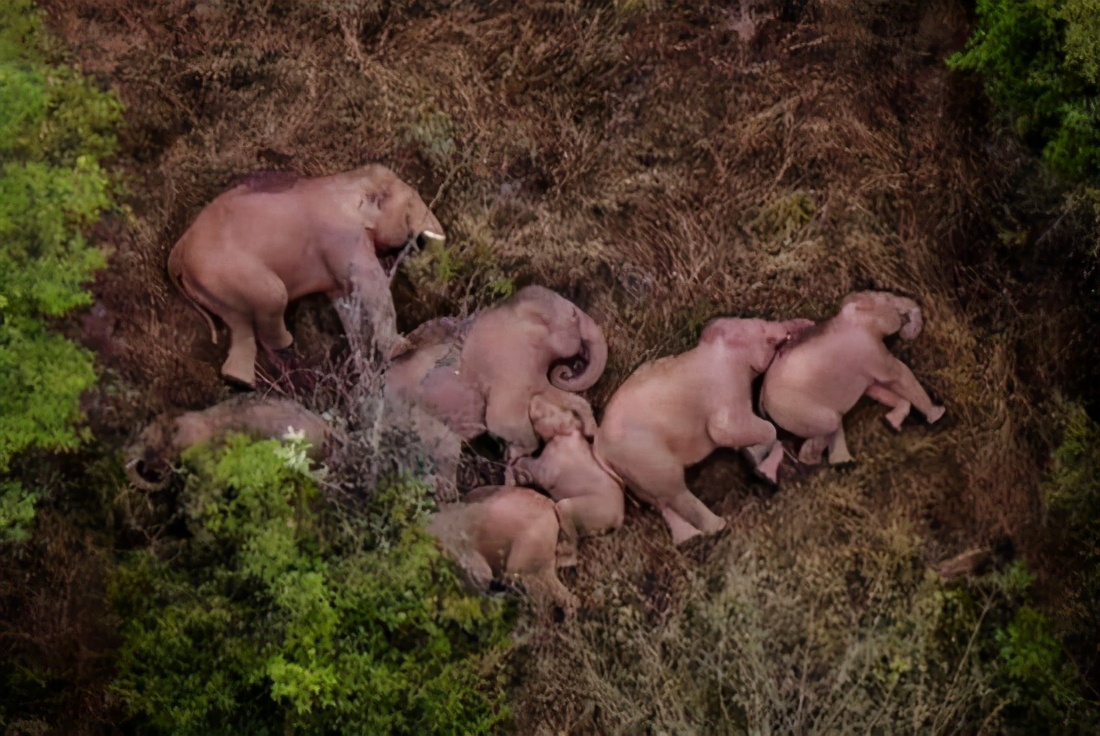 六问亚洲象北移，记者跟随大象探寻答案