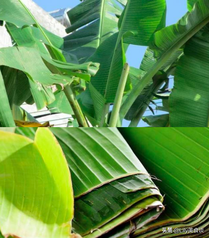 端午节包粽子，农村这7种“叶子”都能包，自带独特清香，收藏好