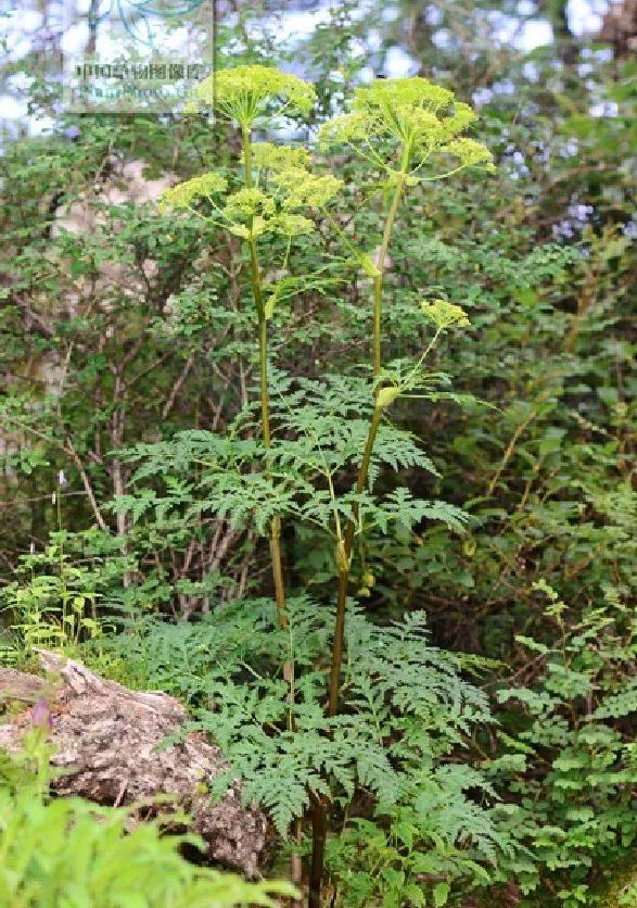 《本草纲目》故事：祛风散寒用羌活