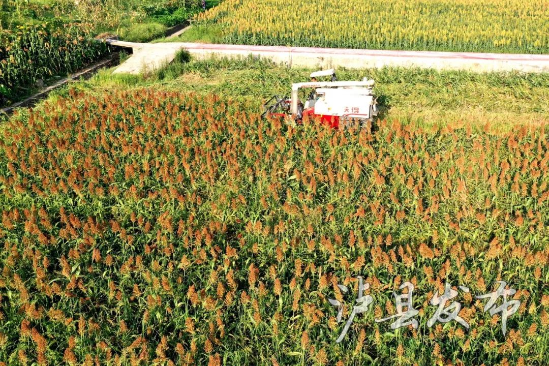 高粱红了！稻子黄了！泸州田野“丰”景如画~