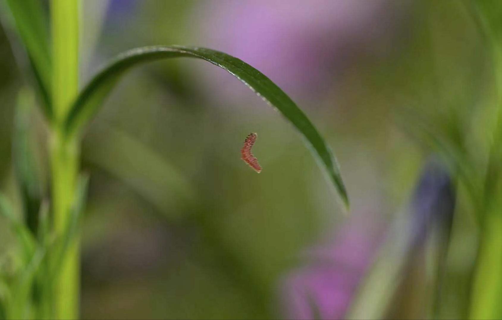 蓝蝶幼虫伪装成蚁后奴役蚂蚁 可它们不觉间身体已被姬蜂幼虫寄生 资讯咖