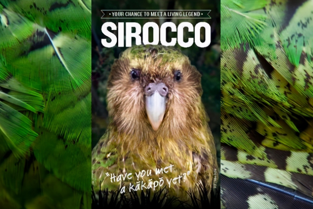 把人誤認為對象，交配季對人腦袋狂風暴雨，一無是處成為最佳鳥？