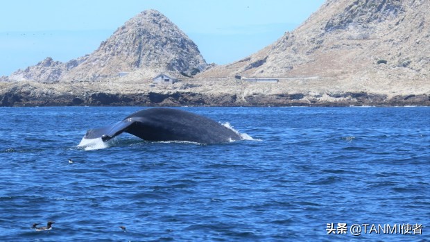一大群蓝鲸聚集在旧金山水域，科学家们兴奋不已