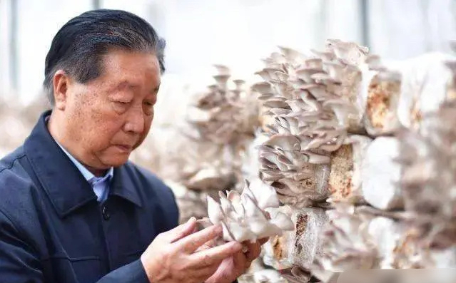 专家|山海情：菌草专家凌一农教授让人感动 角色原型真了不起