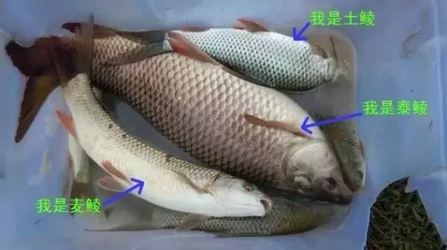 鲮鱼:耐低氧、耐肥水、像鲴鱼和白鲢鱼一样是池塘里的清道夫