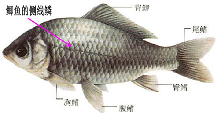 简述鲫鱼系列品种常见15个种类：比起畜禽来，鲫鱼种类最繁且多