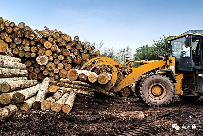 原木市场受多因素持续刺激 木材价格目前仍居高难下