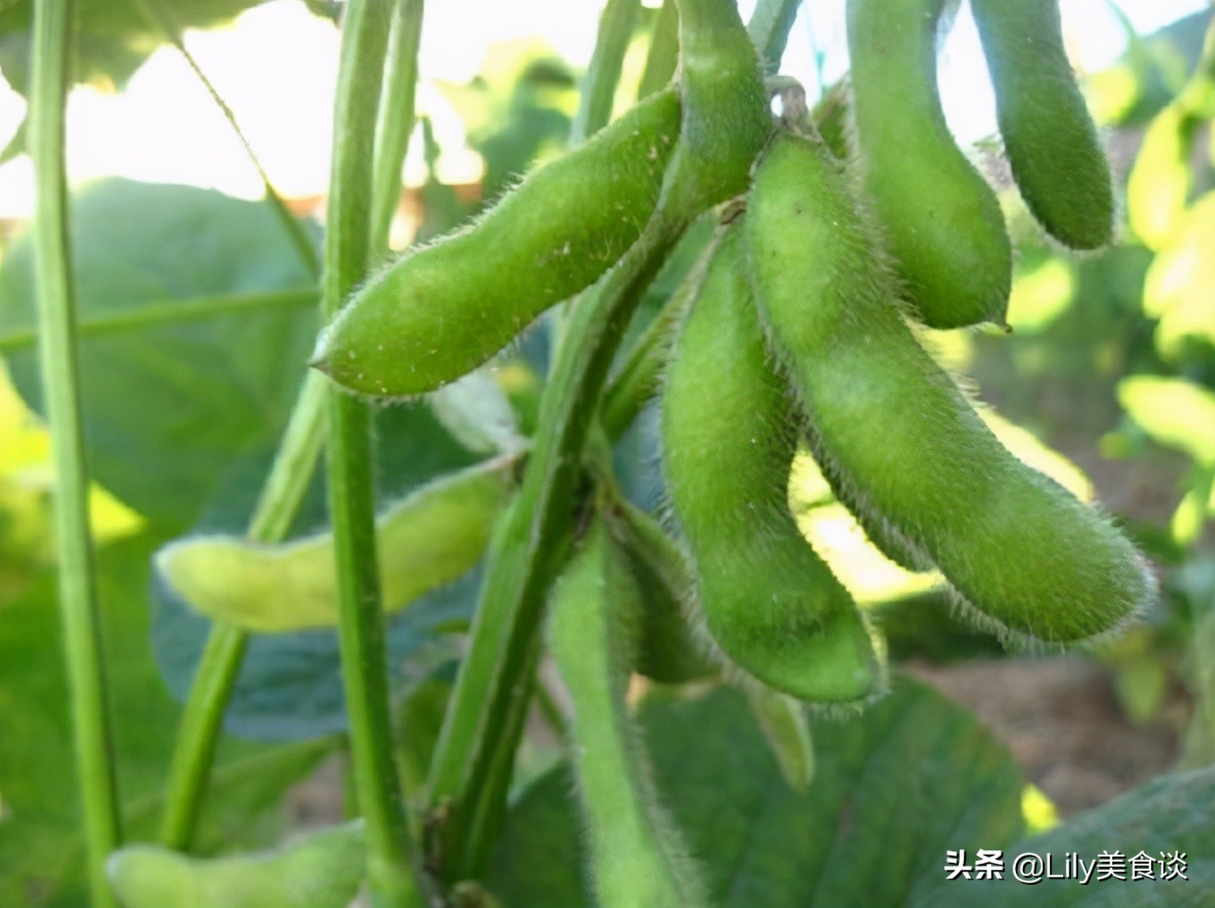 夏天容易出汗 这5种食物要多吃 含钾量高 营养美味 顺利度夏-起舞食谱网