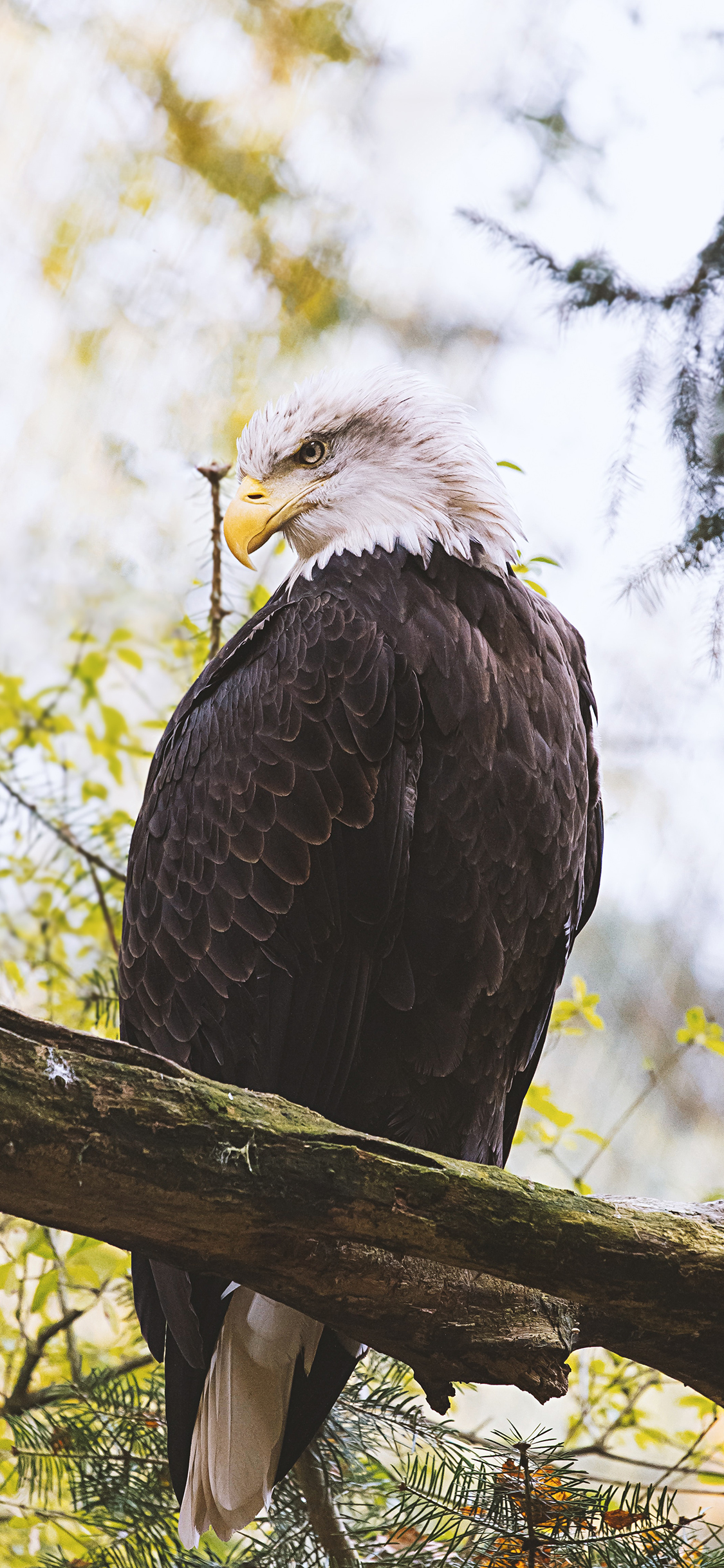 超級手機壁紙 2k畫質原圖鷹擊長空 雙層倒影 Mdeditor