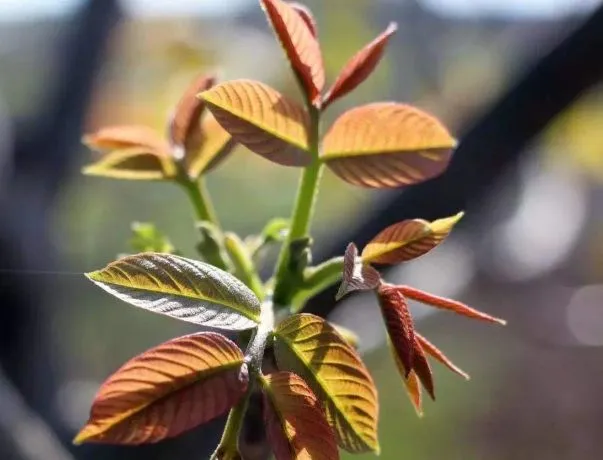 农村俗语：香椿过房，主人必亡，老祖宗的话句