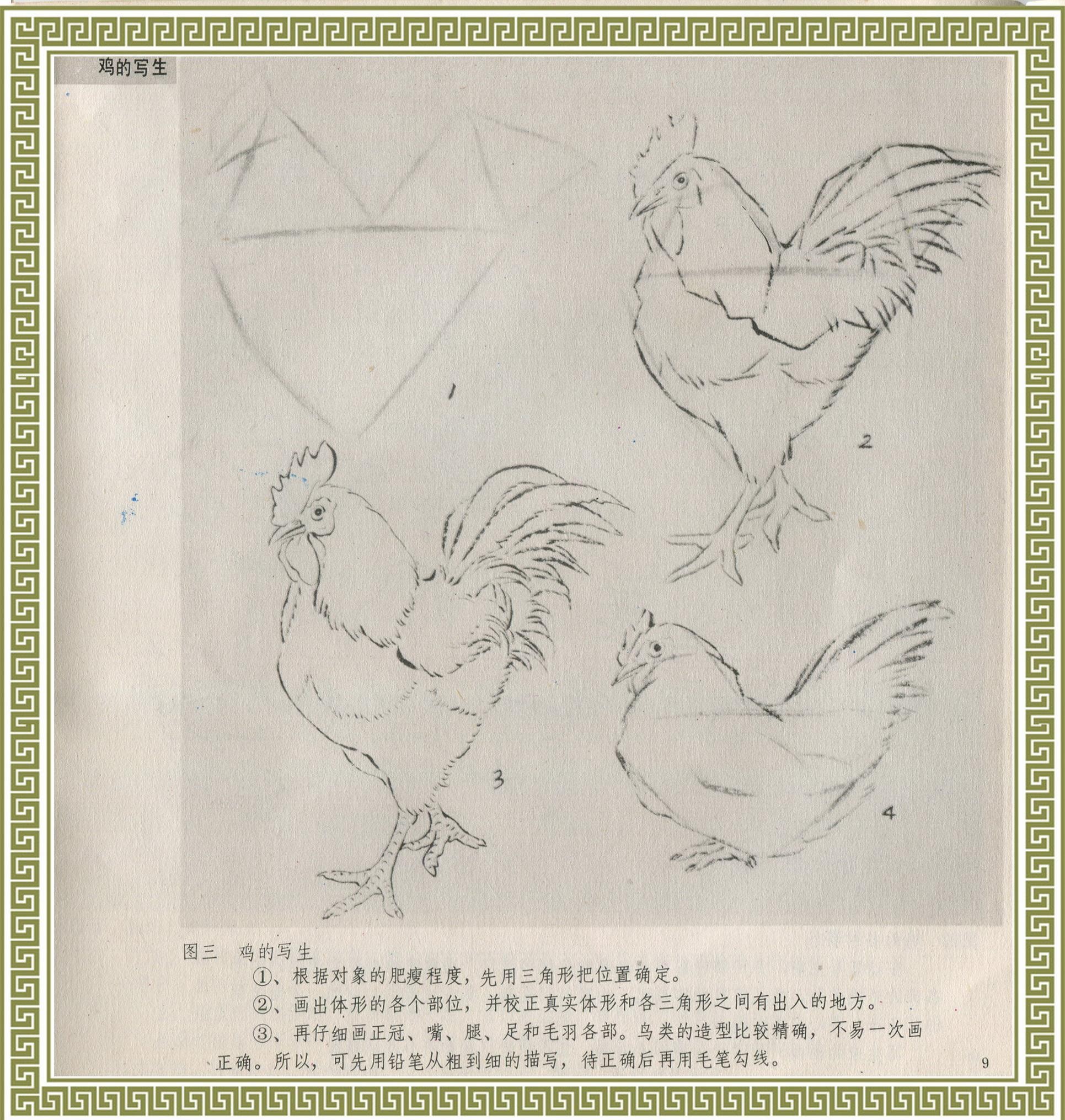 中国画技法入门-怎样画鸡