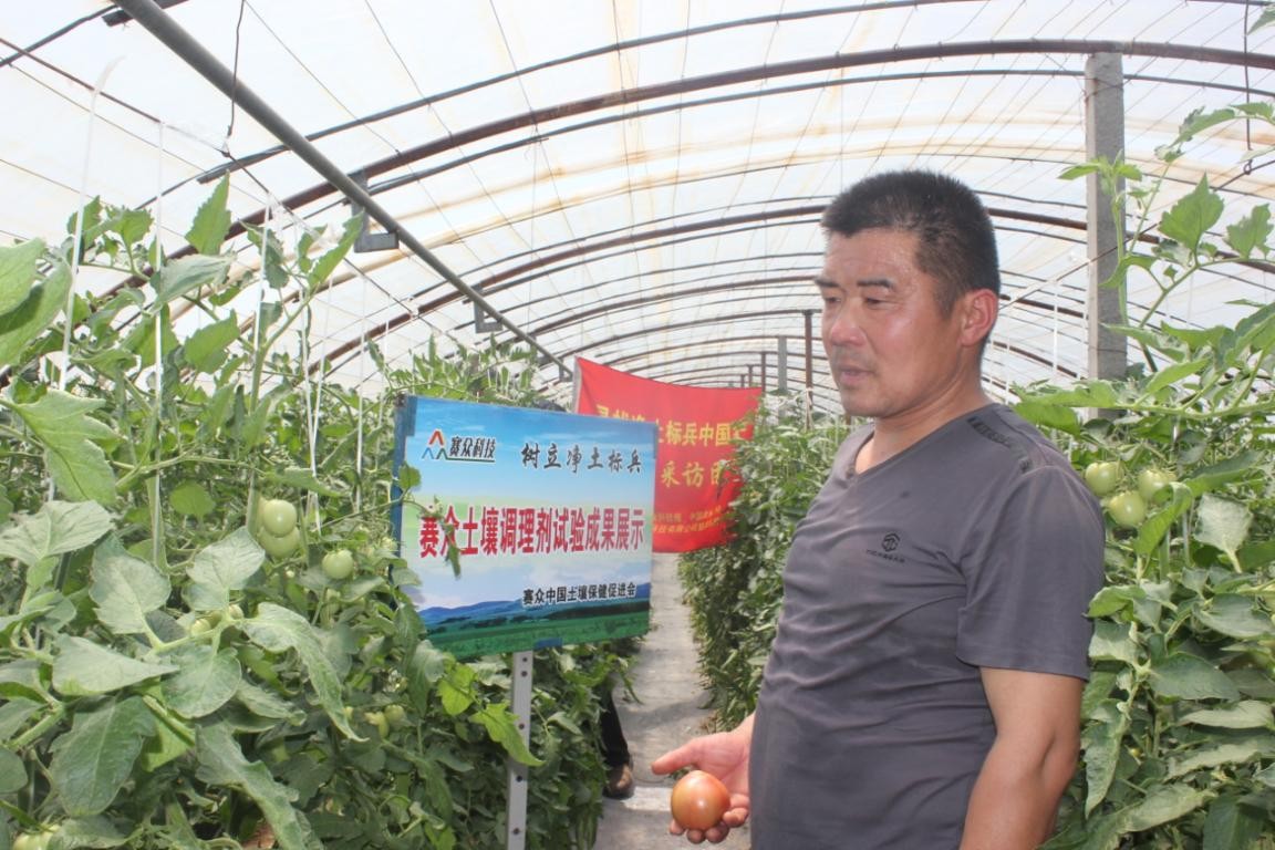 西红柿连茬种植病害多 土壤净化产量高效益好