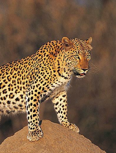 乡野动物趣闻之《醉豹》-第1张图片-大千世界