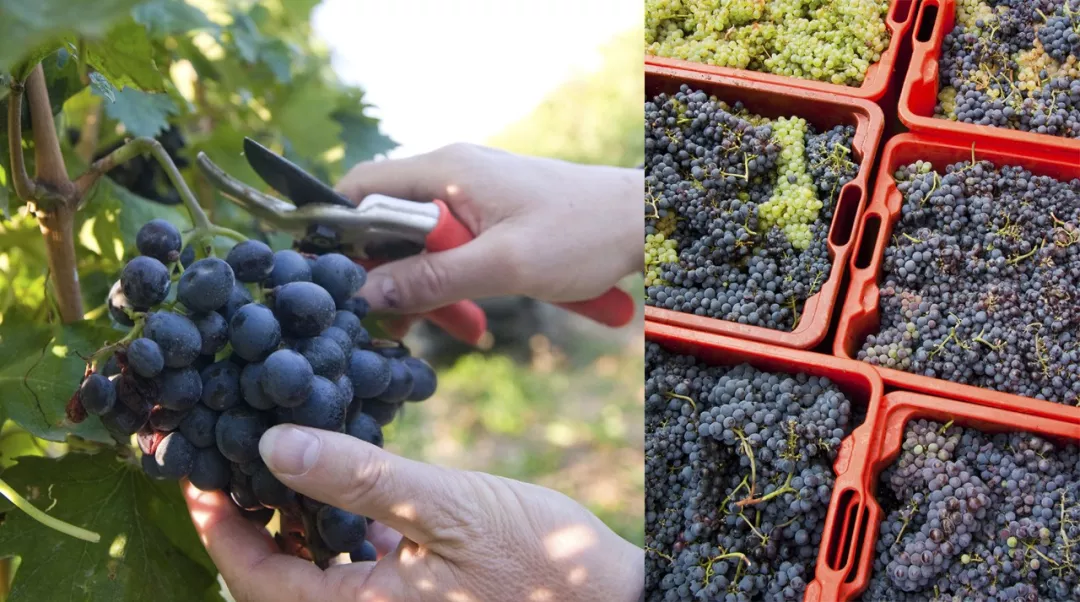 史上最全酿酒全过程详解，建议收藏（多图）