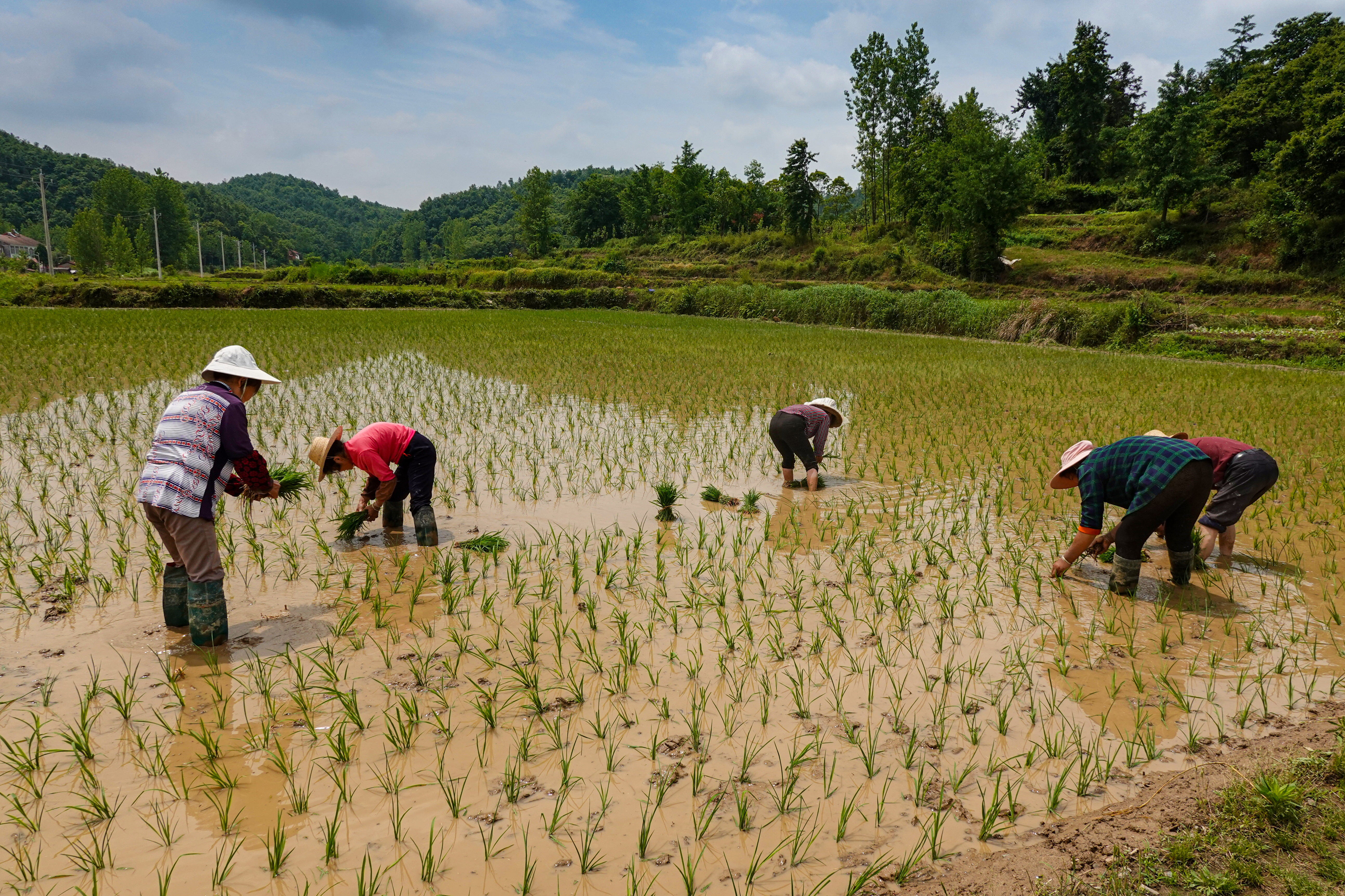 随南梯田美如画