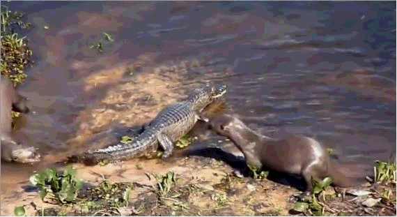 將鱷魚當做大餐，食人魚當做零食，凶猛的亞馬遜河狼——巨獺