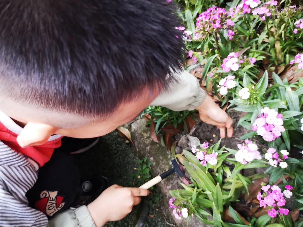 天府新区华阳幼儿园西区开展“幼儿园里的樱桃树”主题活动