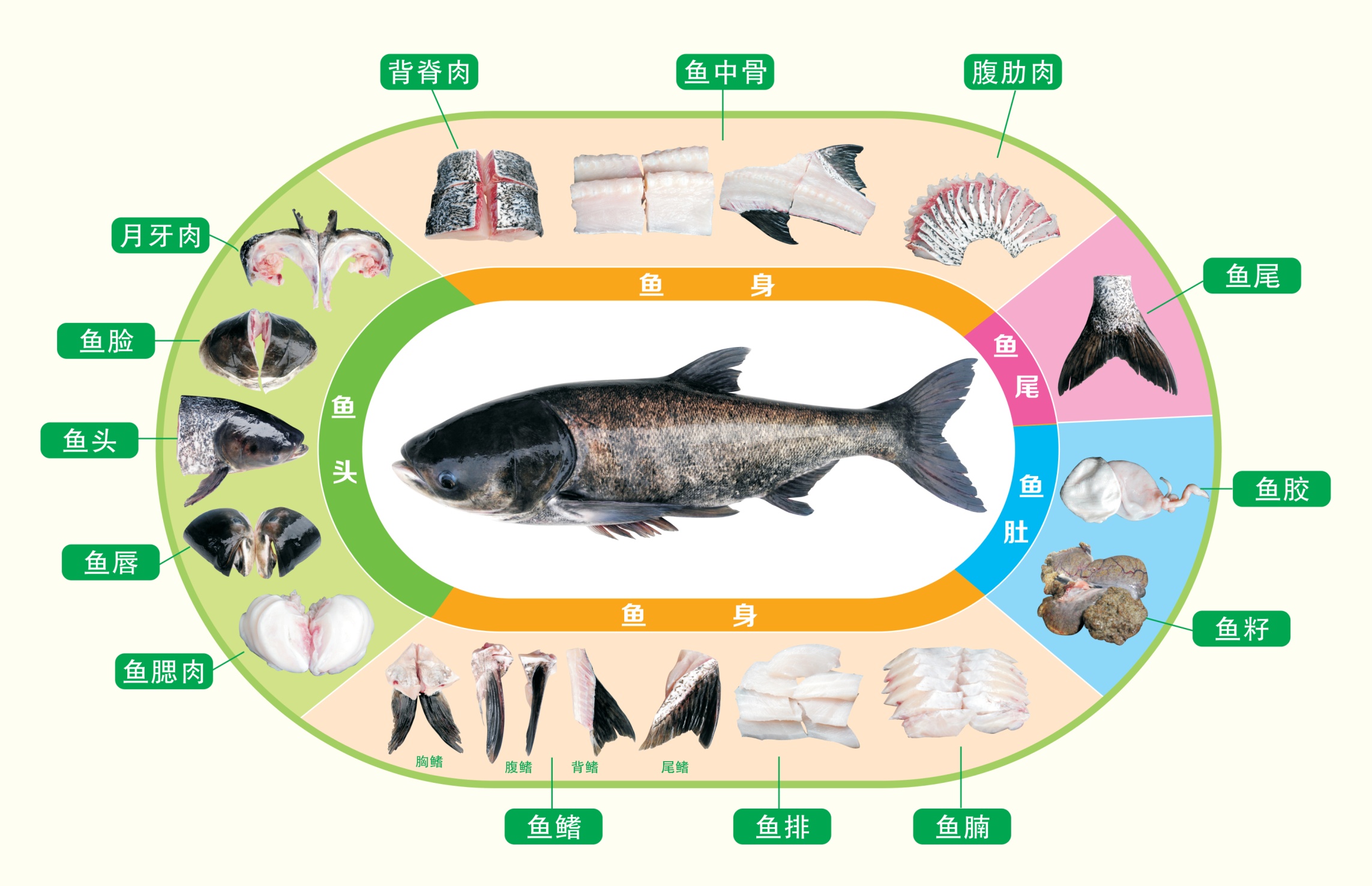 千島湖的秘密：20年“以魚(yú)養(yǎng)水”，鰱鳙成最大“功臣”？