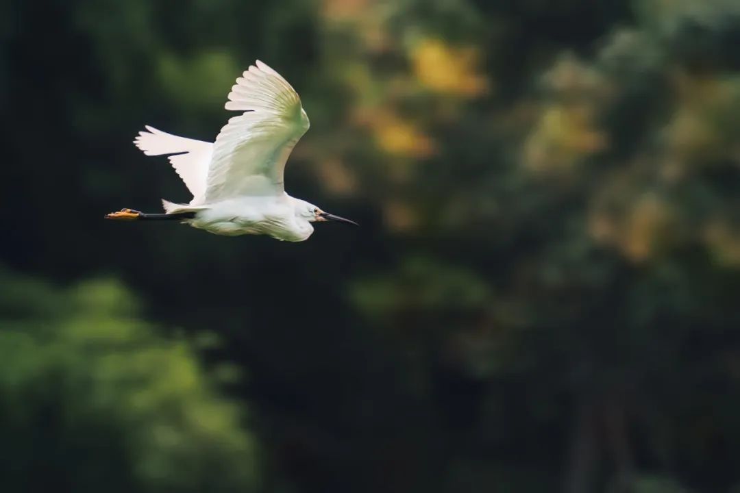 100句人生诗词，繁华过处皆云烟，淡淡人生静静过-第1张图片-非凡网