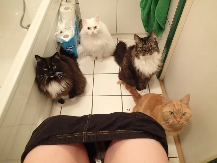 一组猫咪偷窥主人的图片：看你上厕所，盯你洗澡，每张都中招