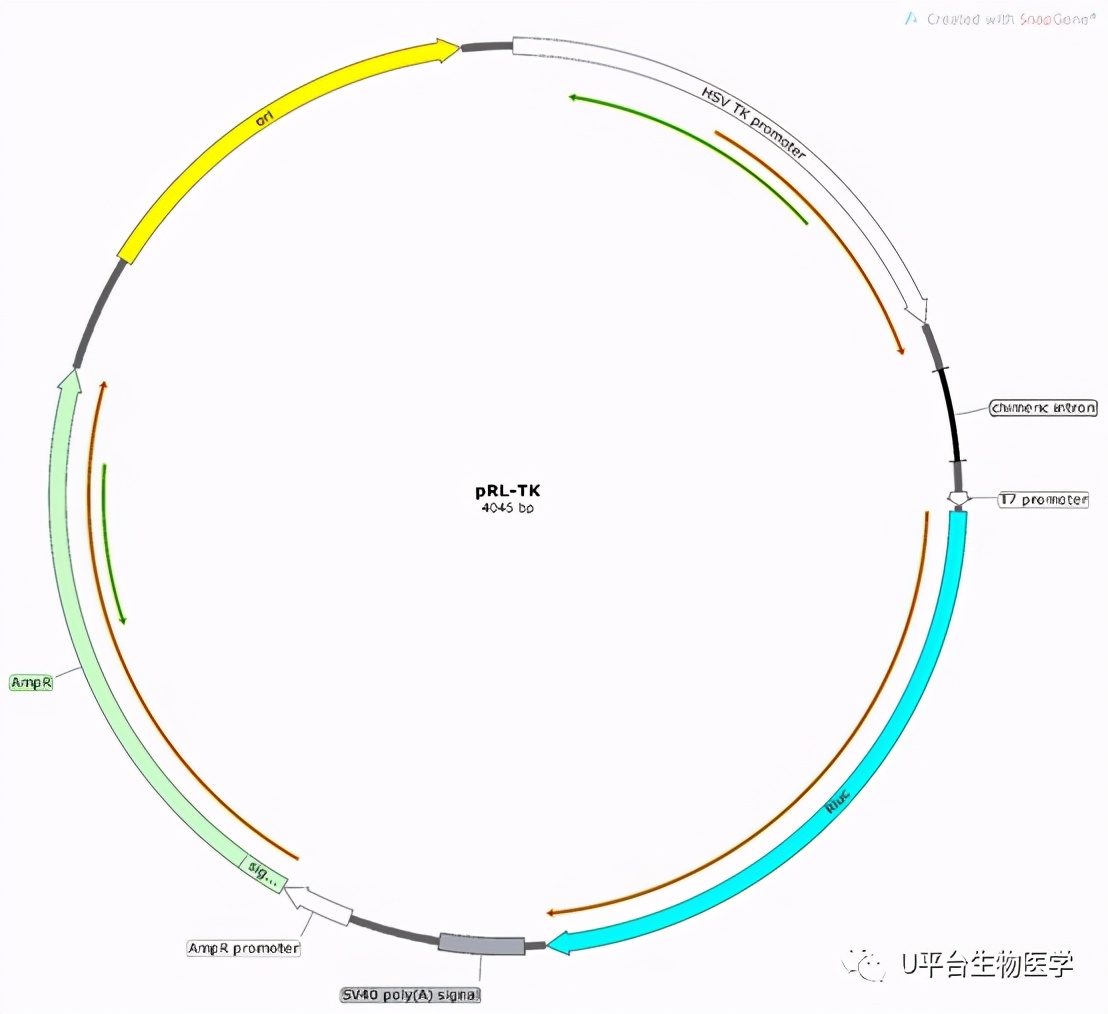 双荧光素酶报告基因检测，快来学习