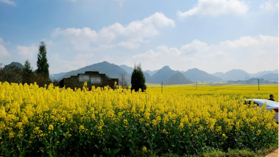 云南省罗平县：“赏花经济”带活乡村旅游