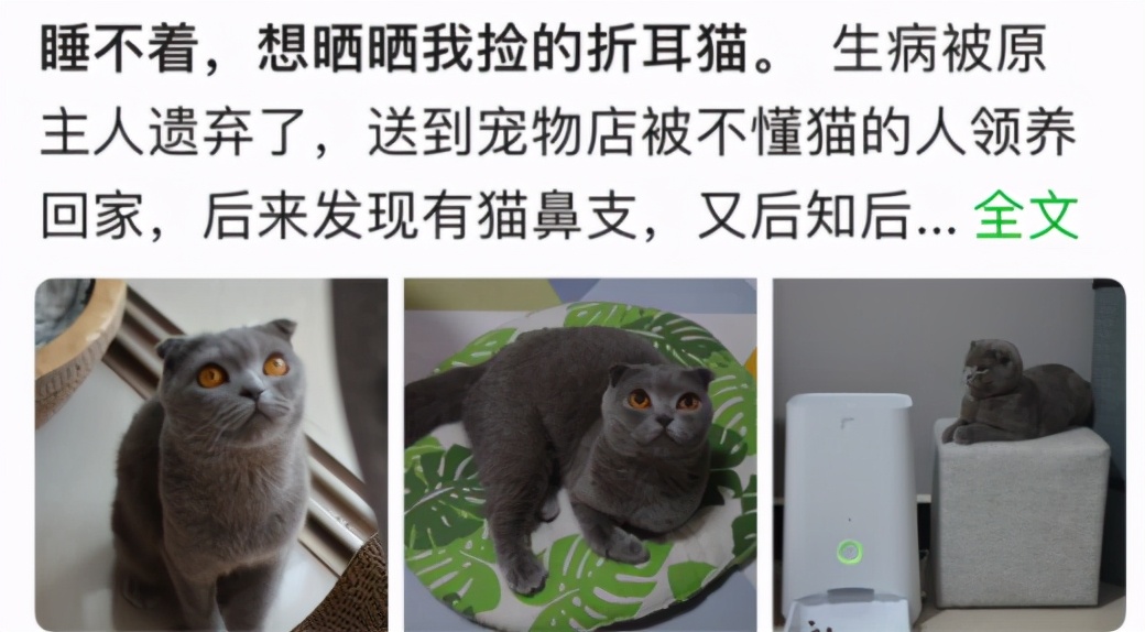 為什麼連養了16年折耳的周揚青都在說，別買「折耳貓」？_躲貓貓在祕密 