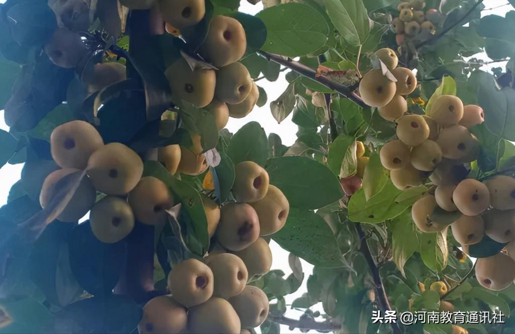 滑縣牛屯鎮(zhèn)中小學(xué)校慶祝農(nóng)民豐收節(jié)專題活動(圖20)