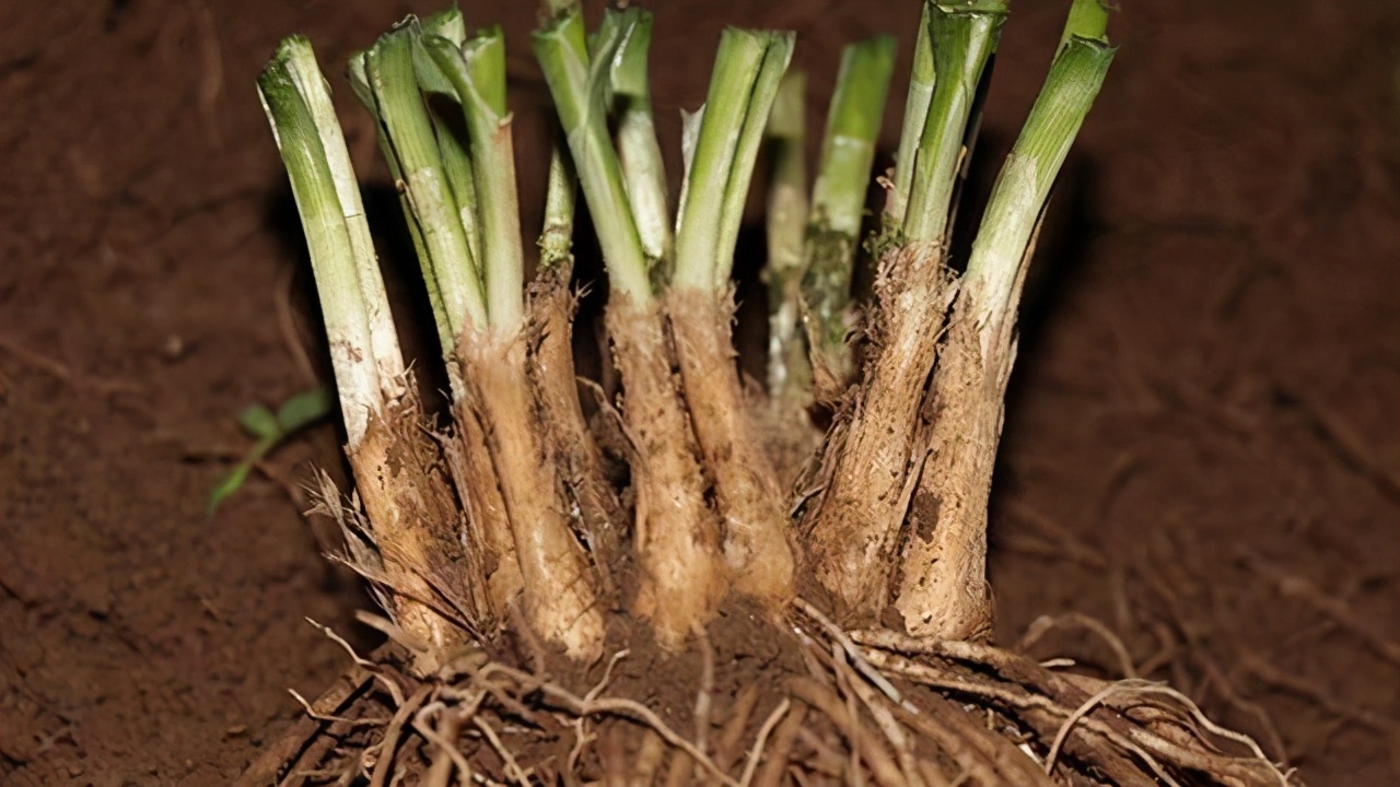 3步教你盆栽韭菜 又粗又 肥硕 根根像小葱 好吃包饺子 阳台花园菜园 Mdeditor
