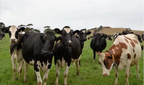 奶食品|内蒙古奶业又一大动作，中国乳都宣传片硬核上线