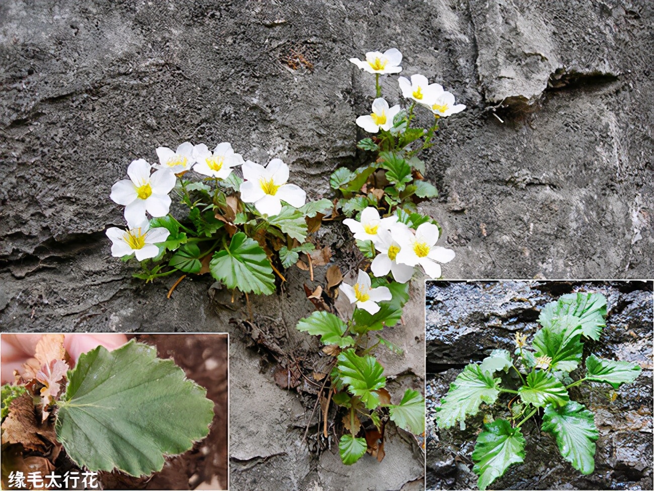 全球獨有的“絕壁奇花”，僅在太行山南部才能看到它，想養都很難