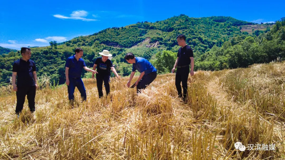 汉滨：以工促农 夏粮丰收