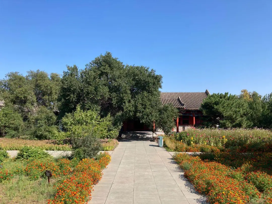 长春—通辽金秋首发团畅玩第二天：逛孝庄园、吃烧麦宴...