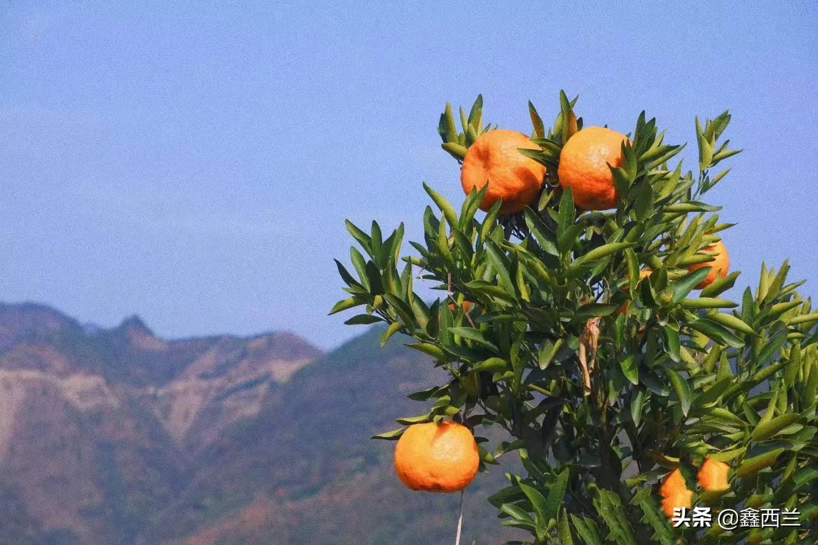 电商老炮对疫情过后，蔬菜产业发展的一些看法