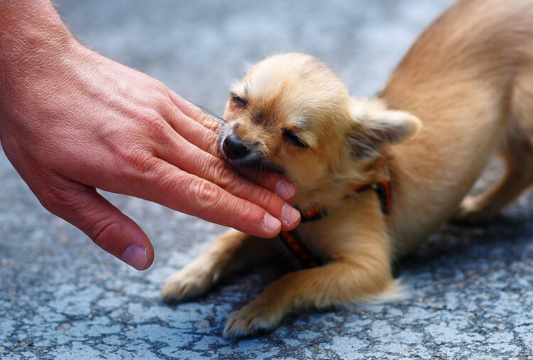 狂犬病发作太可怕，致死率100%！这些救命知识，一定要早知道