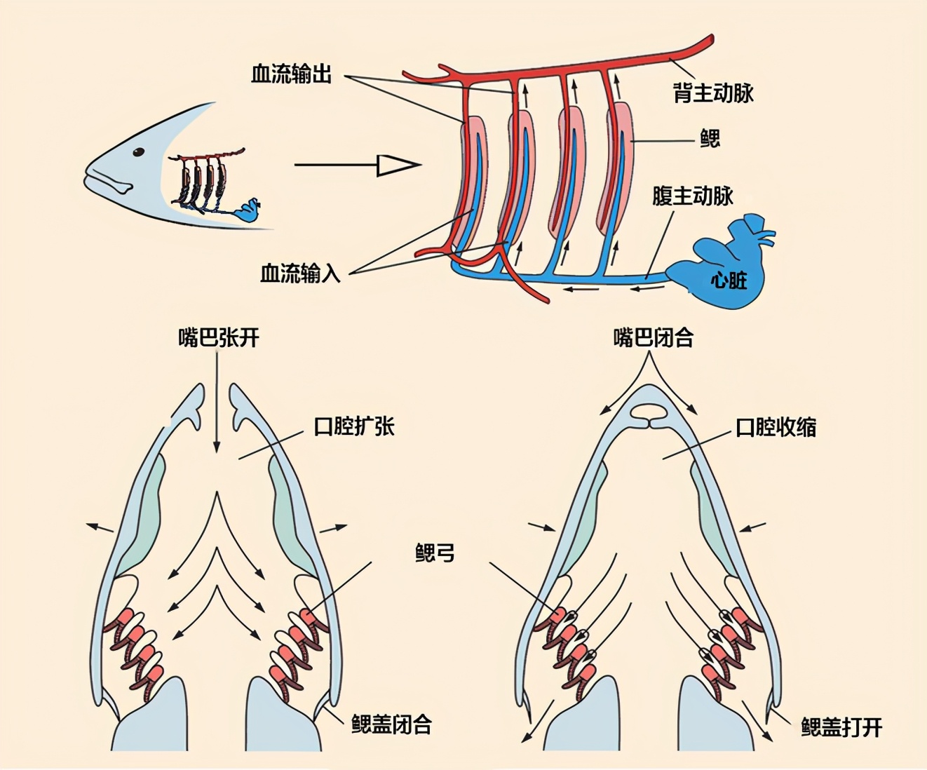 鱼鳃的结构图片