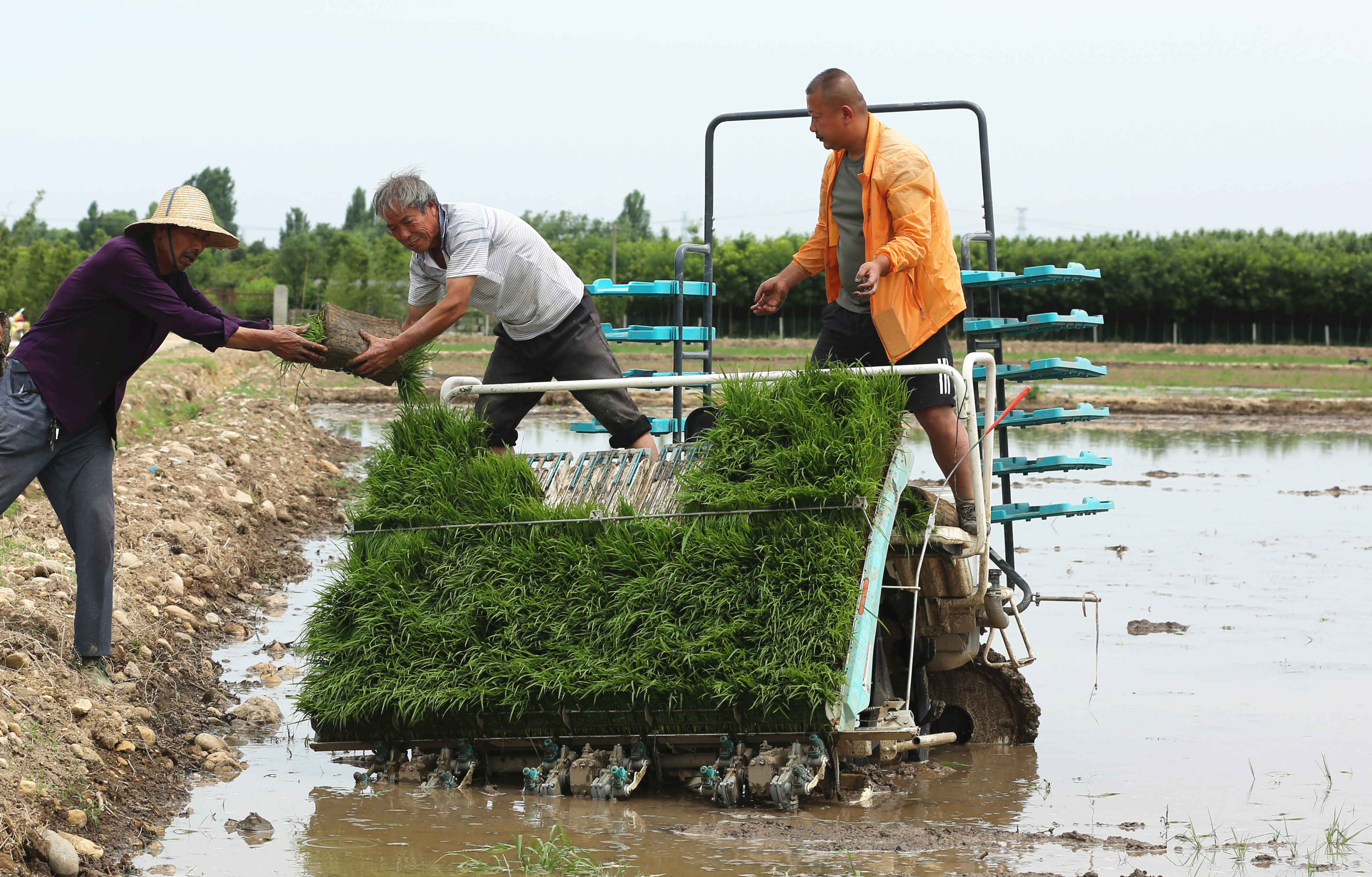 又至秦岭脚下“江南水乡”插秧季