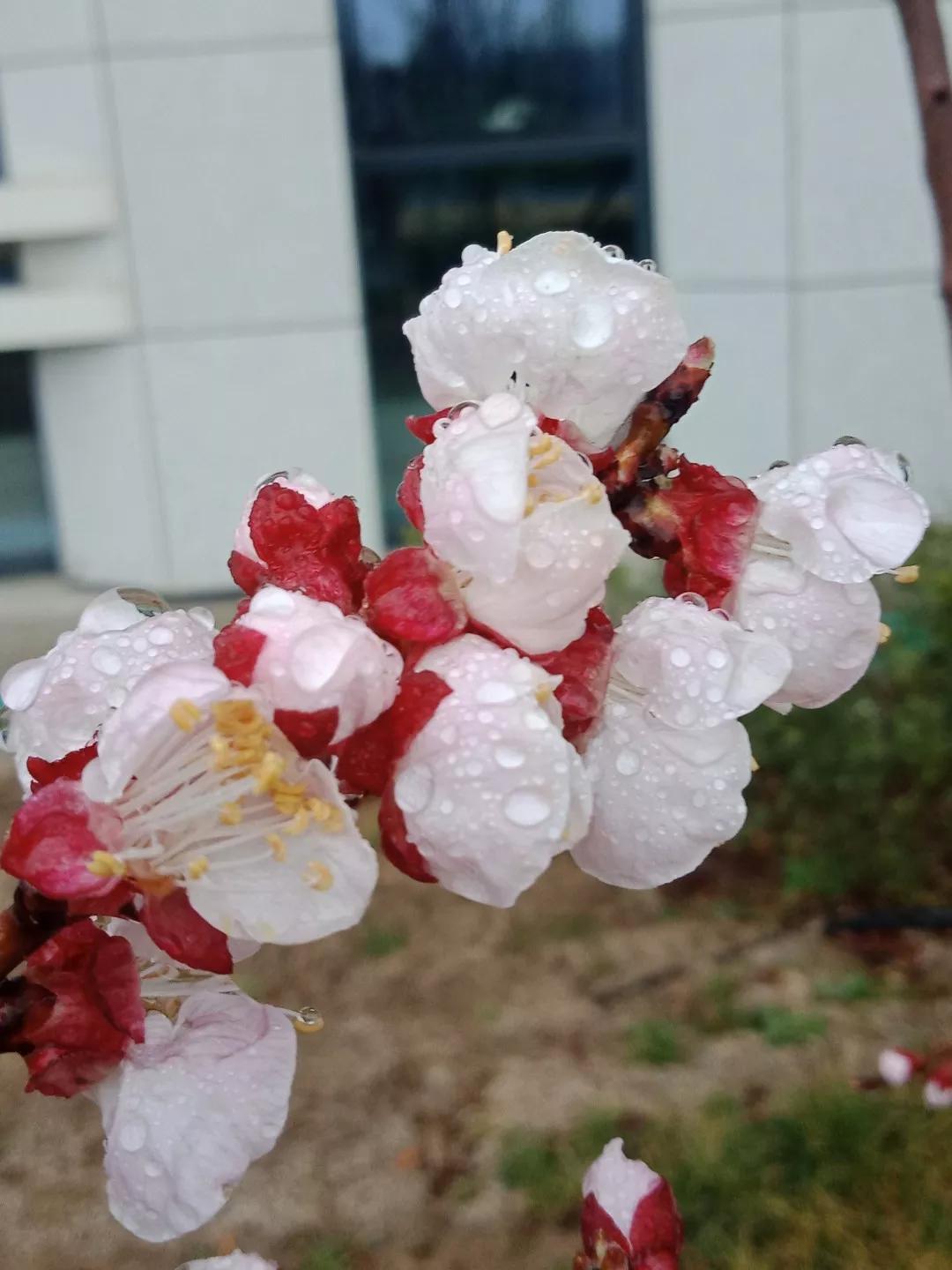 鲁抗医药再一次震撼了济宁西郊。老厂区的百米烟囱爆破了
