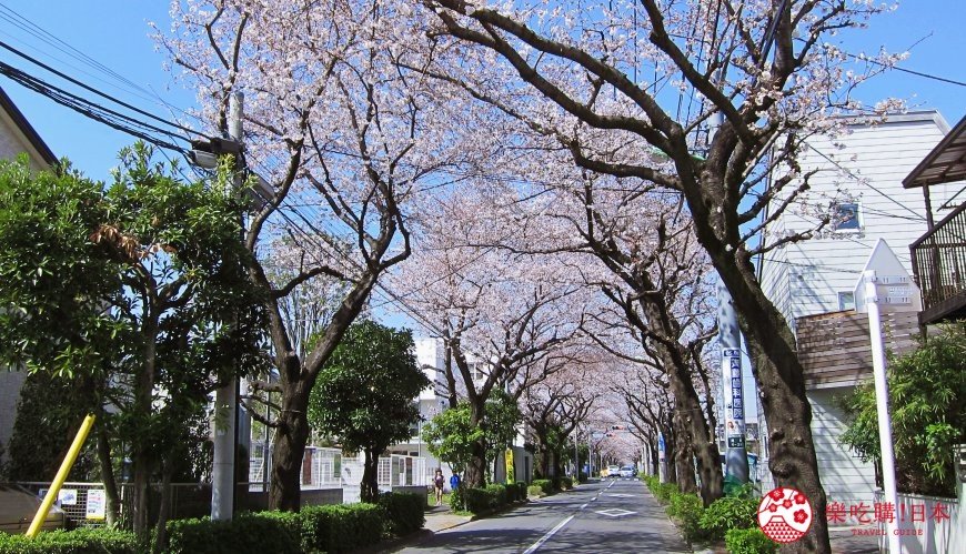 东京赏樱攻略 超美樱花路线5选 乐吃购到日本 Mdeditor