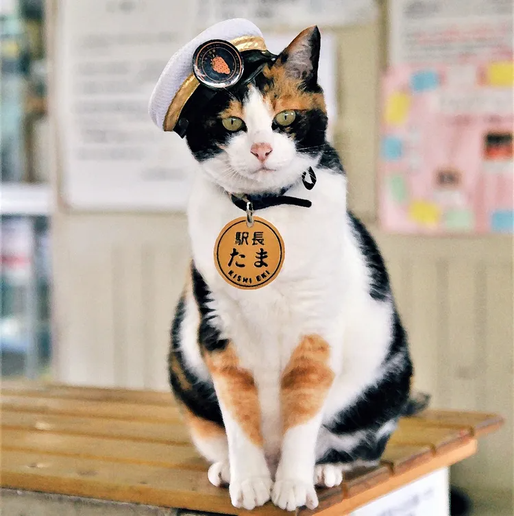 杭州日语学习培训，日本人到底有多爱猫？走近日本的猫文化