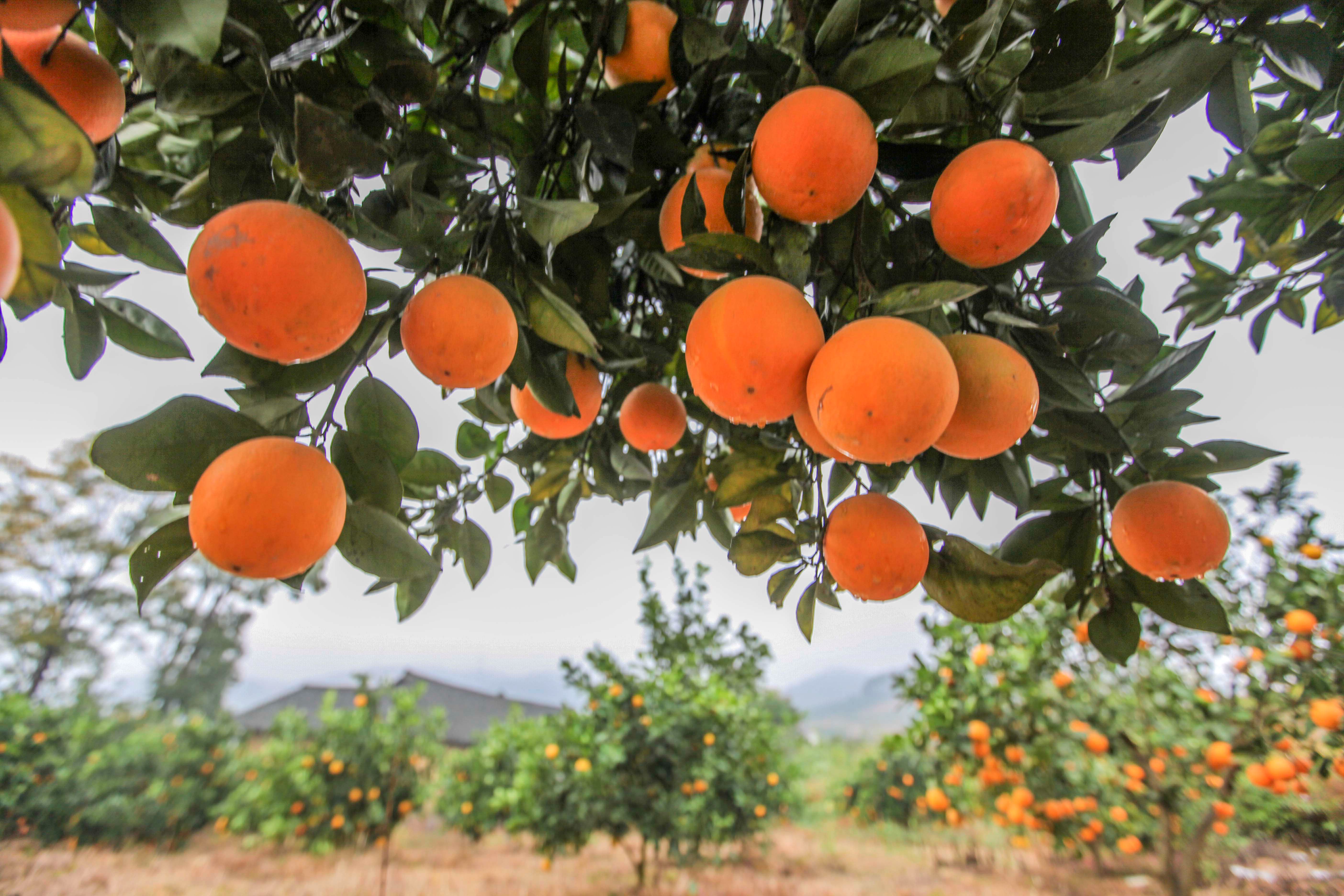 关于脐橙的美文(描写赣南脐橙的美文) _晶羽文学网