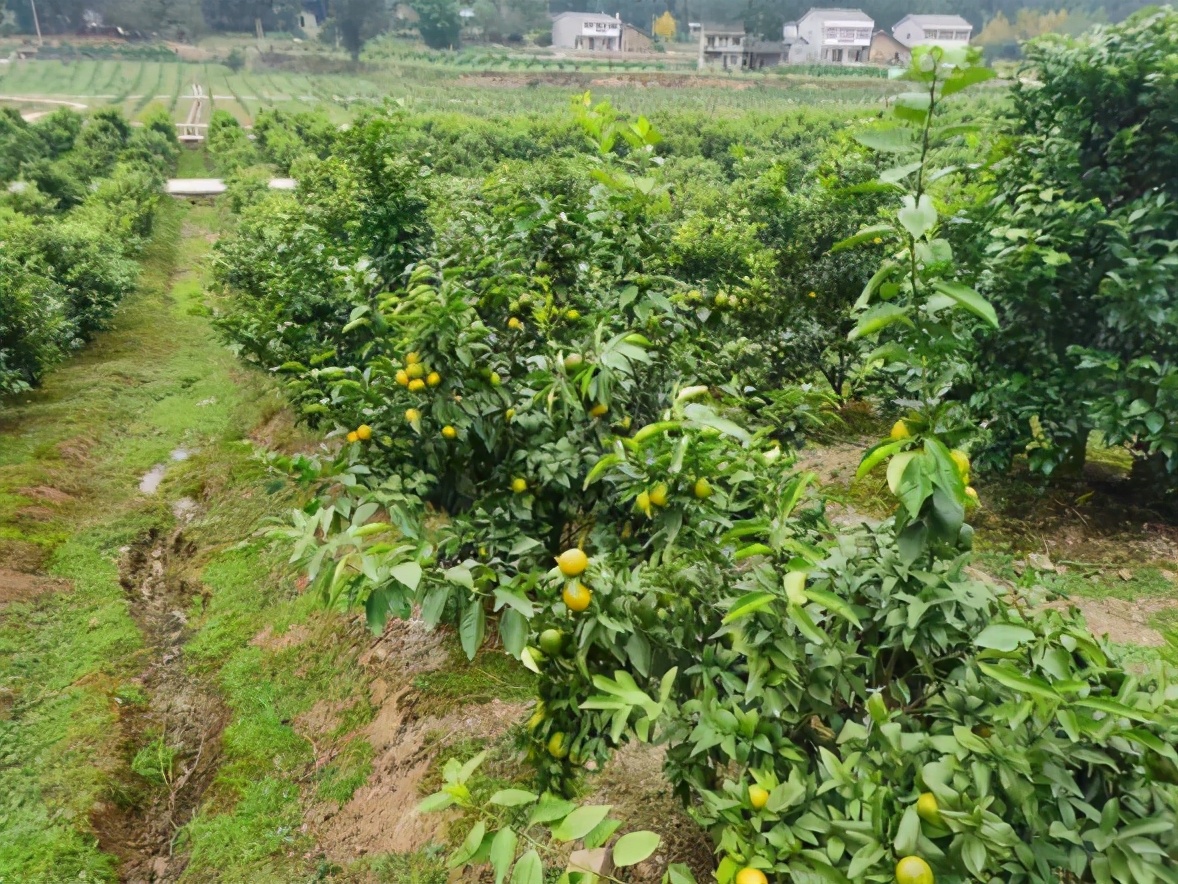 劍橙變身劍閣元山老鄉增收致富“金果果”