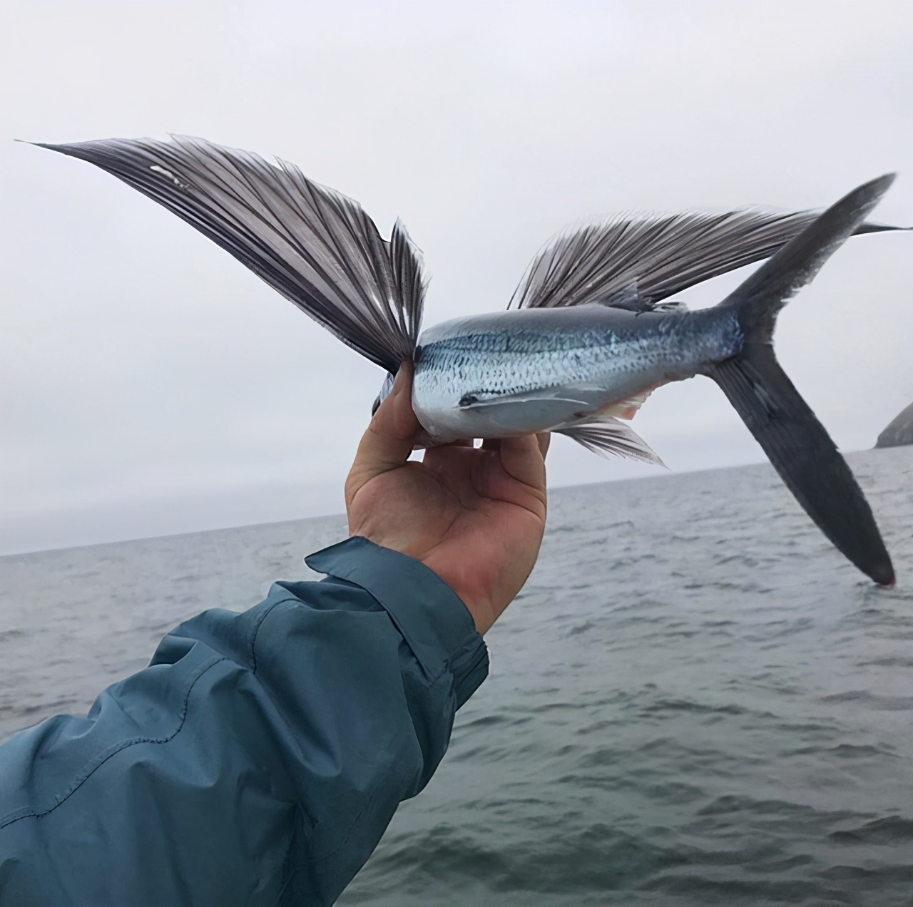 悲慘的飛魚(yú)：即使學(xué)會(huì)了飛行，逃到天空，依然會(huì)被海鳥(niǎo)吃掉