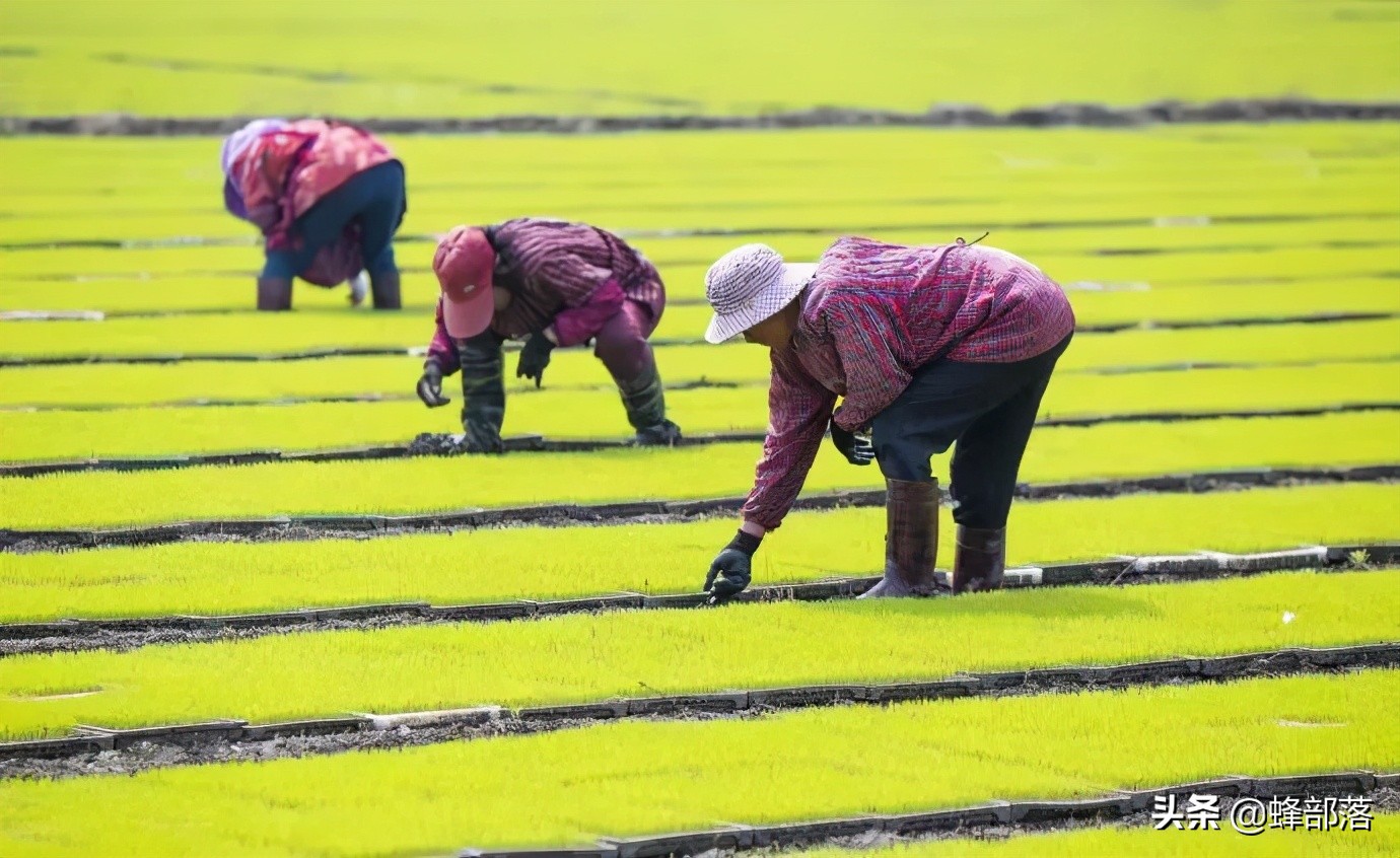 自媒体竞争越来越大，2021农民将迎来2大机遇，抓住了，前景不错