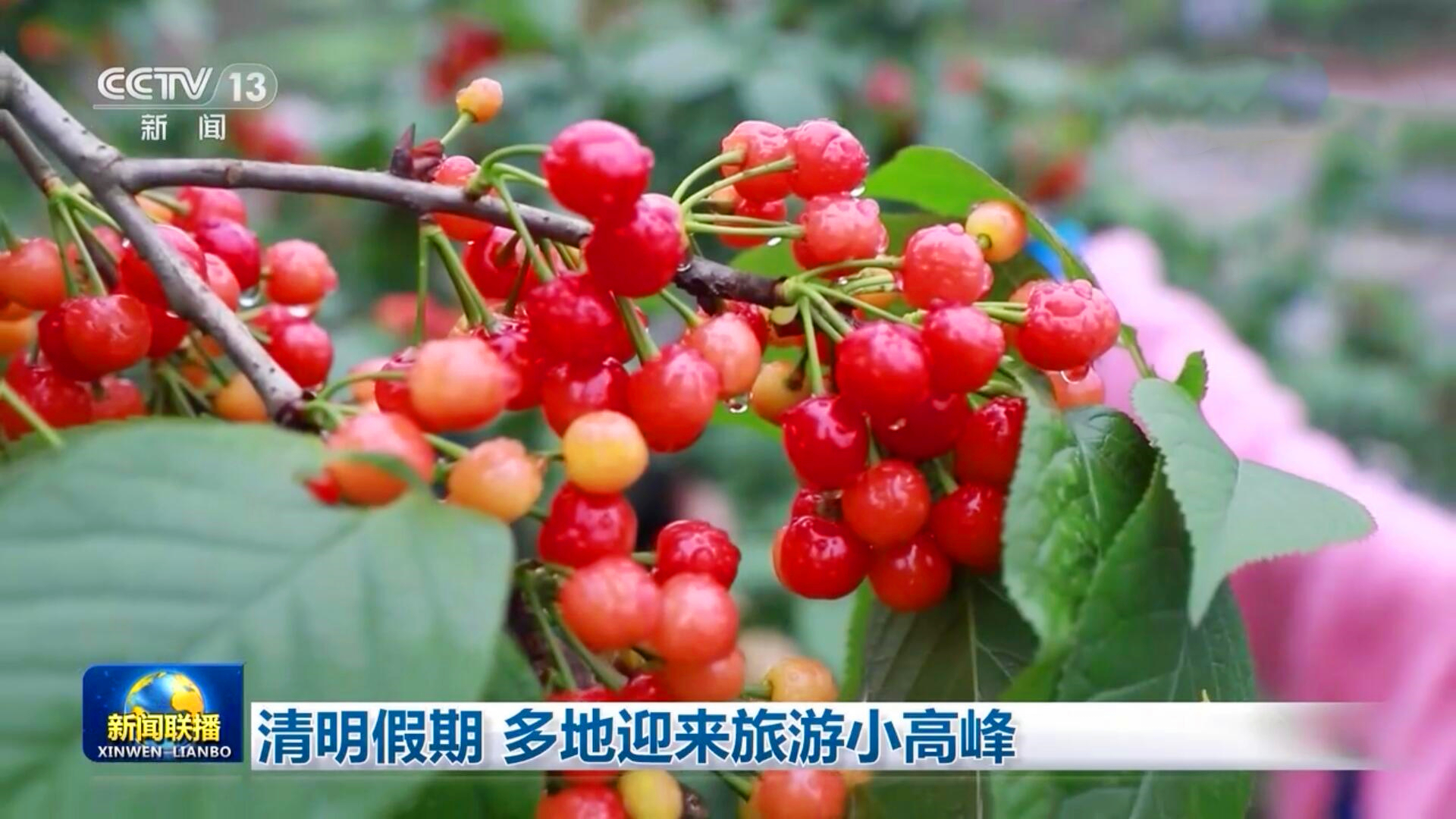 璧山樱桃登上央视，4月最热门的水果，好吃的重庆人都出动了