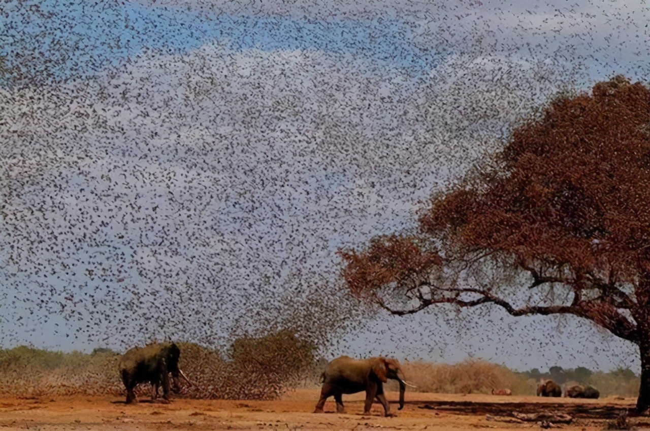 非洲麻雀氾濫，圍毆大象，引發糧食災荒，15億隻吃都吃不絕