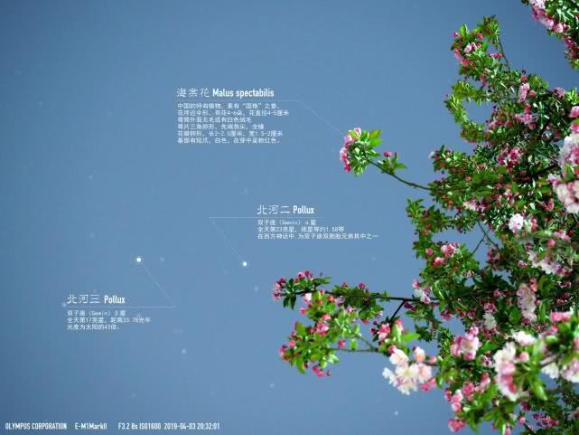 靜謐的夜色中，看花與星空的對話